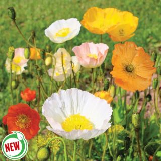 Iceland Poppy Mix Thumbnail